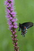 Blazing Star (Liatris spicata)