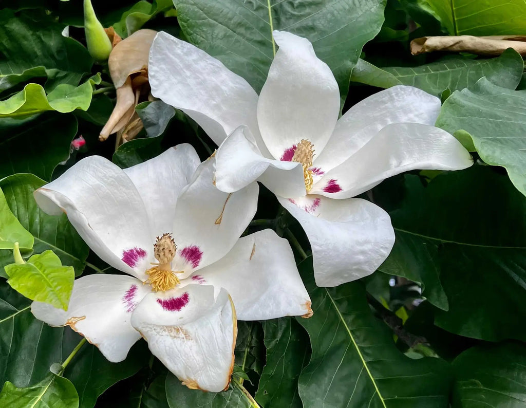 Magnoliaasheiflowers