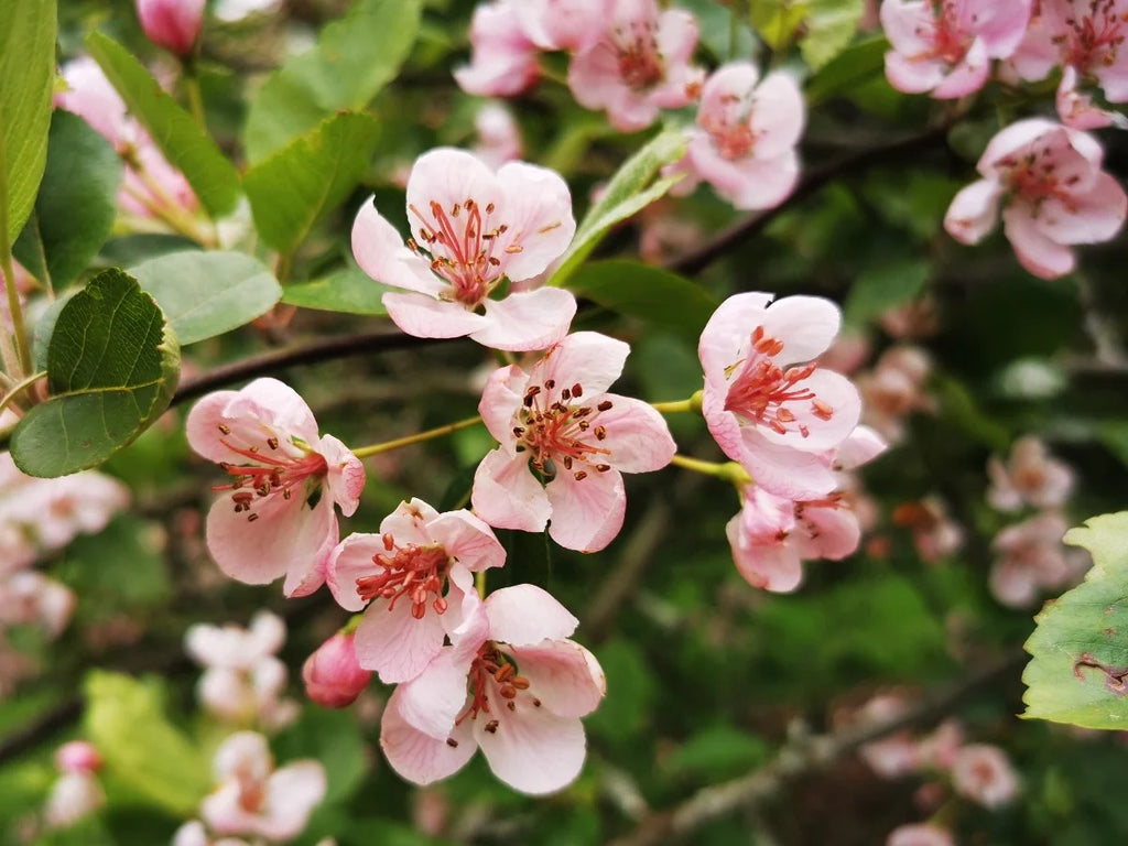 Malus coronaria (Sweet Crabapple)
