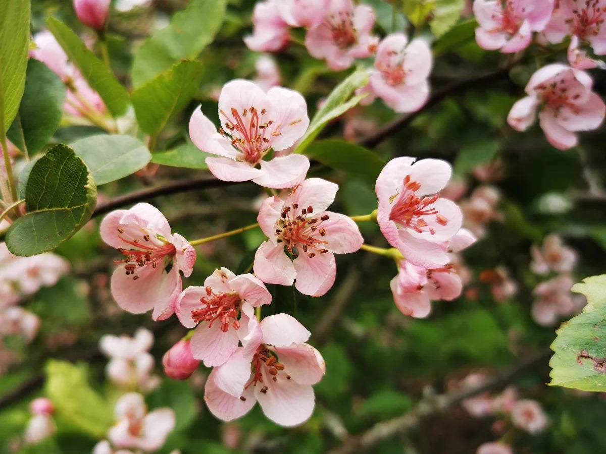 Malus coronaria (Sweet Crabapple)