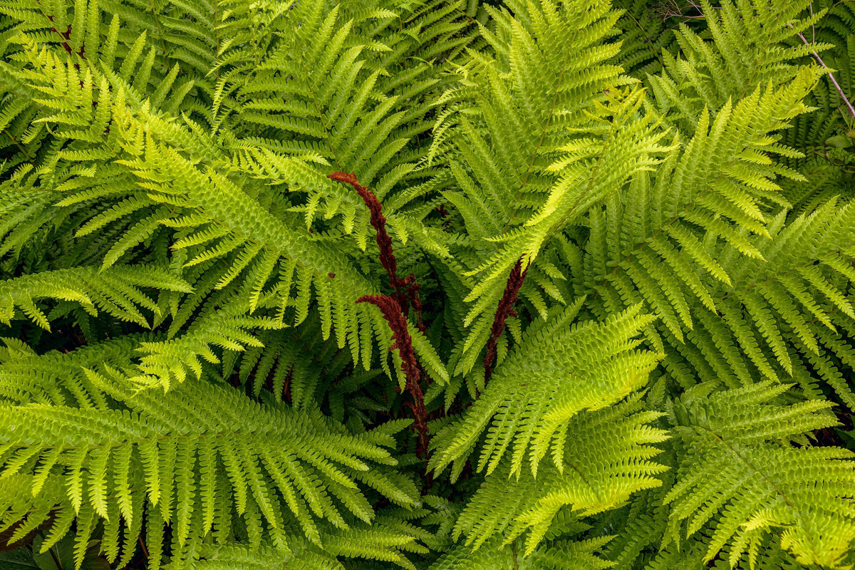 Osmundastrumcinnamomeum
