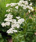 Parthenium integrifolium (Wild Quinine)