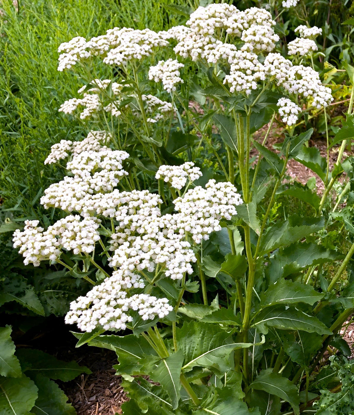 Parthenium integrifolium (Wild Quinine)