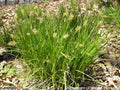 Broad-leafed Sedge (Carex plantaginea)
