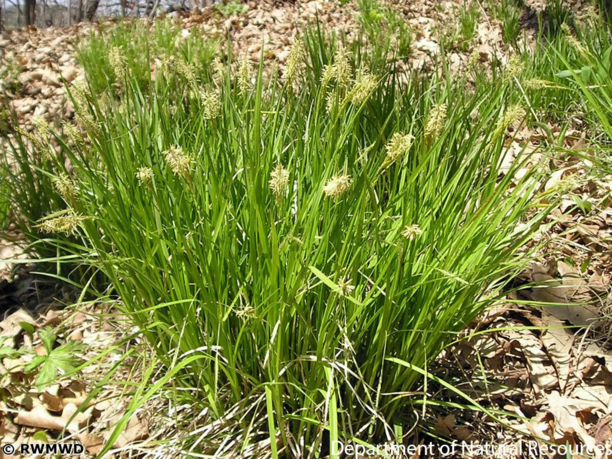 Broad-leafed Sedge (Carex plantaginea)