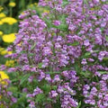 Small's Beardtongue (Penstemon smallii)