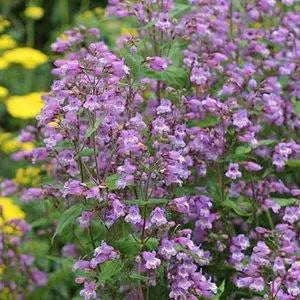 Small's Beardtongue (Penstemon smallii)