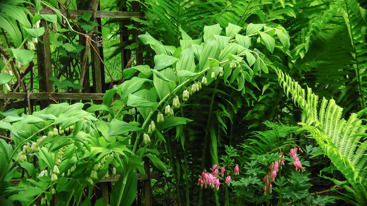 Polygonatum biflorum (Solomon's Seal)