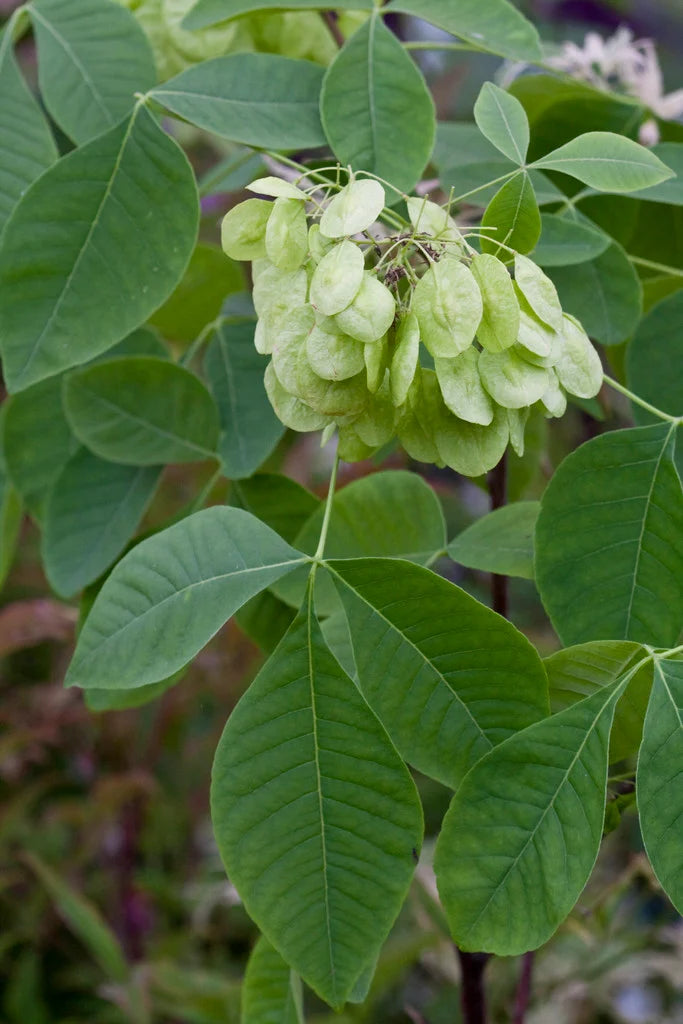 Ptelea trifoliata (Hoptree)