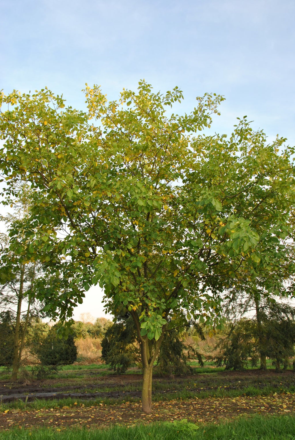 Ptelea trifoliata (Hoptree)