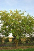 Ptelea trifoliata (Hoptree)