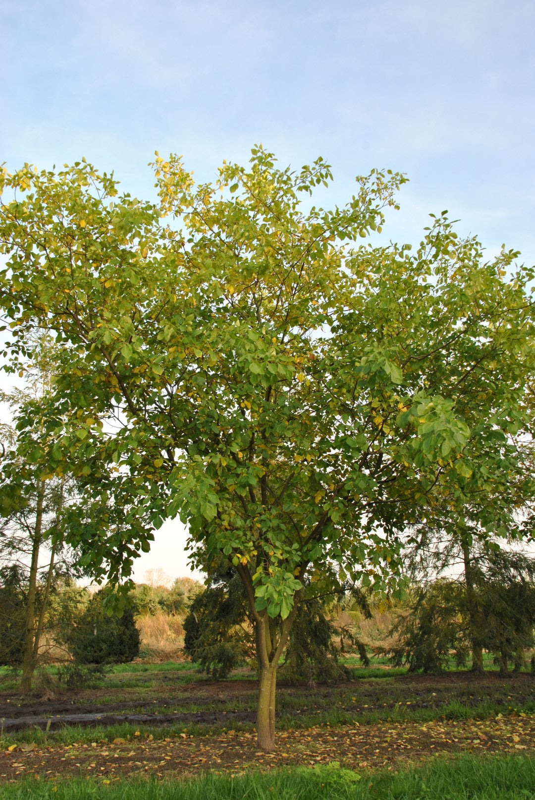 Ptelea trifoliata (Hoptree)