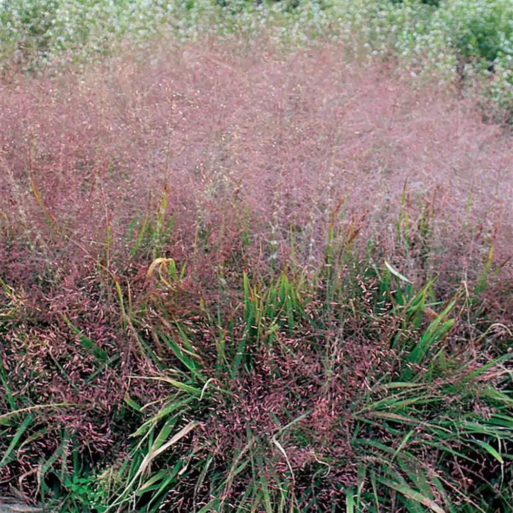 Purple Love Grass (Eragrostis spectabilis)