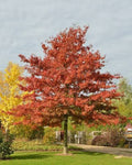 Quercus coccinea tree with red leaves in a garden setting