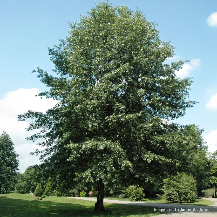 A large, mature green Quercus coccinea tree with a dense canopy of foliage standing in a grassy park under a blue sky with light clouds.