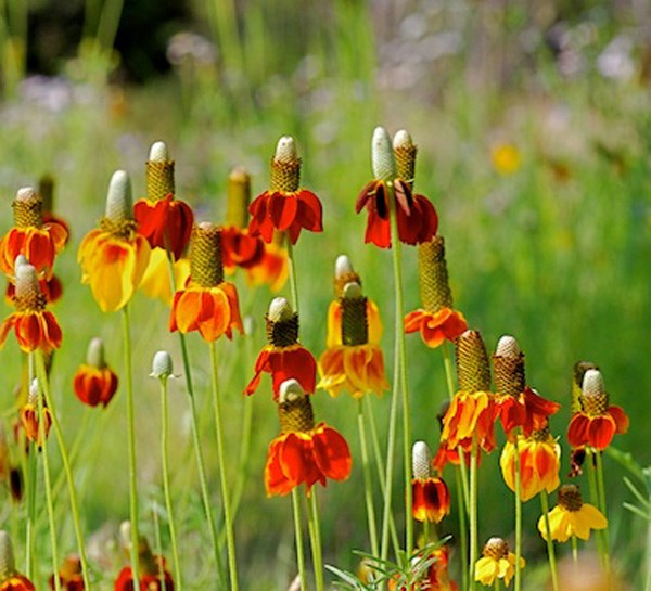 Ratibida columnifera (Mexican Hat)