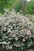 Rhododendronatlanticum_Marydel