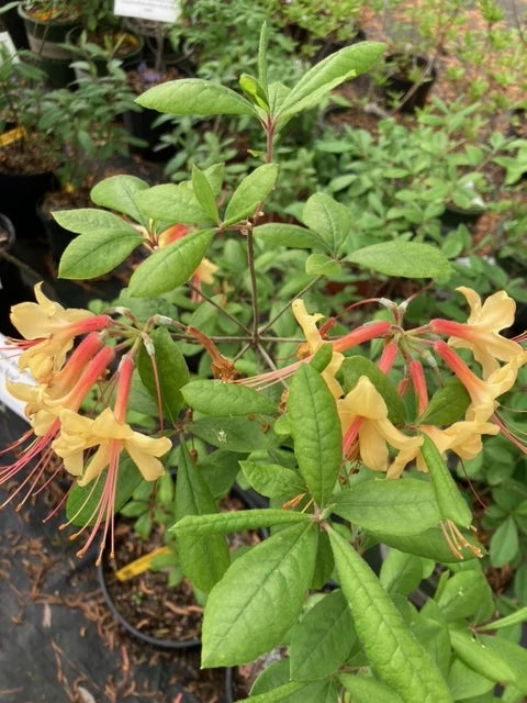 Rhododendronaustrinum_Earl_sGold