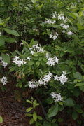 Rhododendronviscosumvar.serrulatum