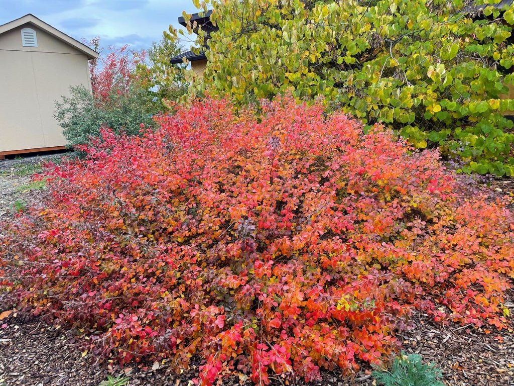 Rhusaromatica_Gro-Lo_Fall