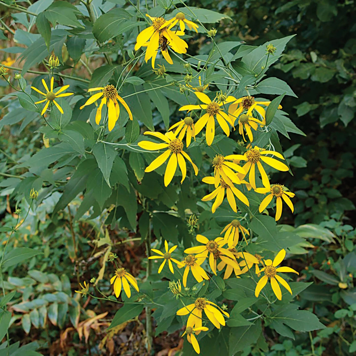 Yellow Rudbeckia laciniata flowers blooming on a leafy green plant in a natural outdoor setting.