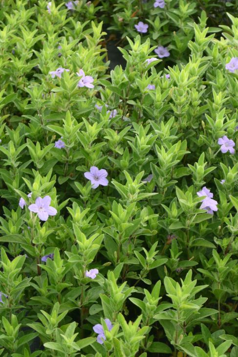 Ruellia-humilis
