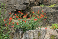Vibrant red Silene virginica flowers blooming among green foliage on a rocky outdoor garden bed.