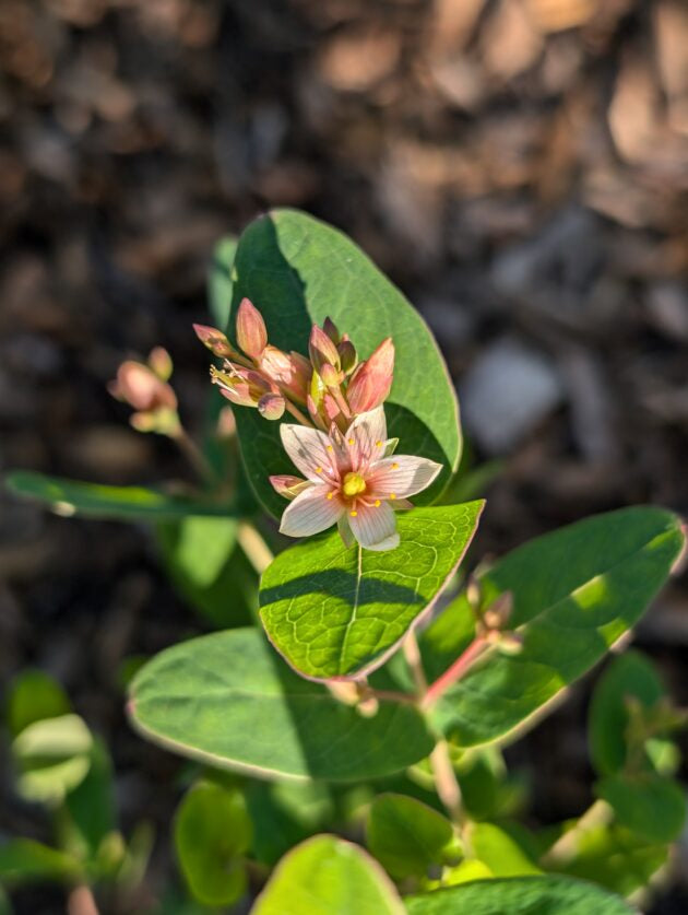 Triadenum virginicum (Virginia Marsh St. John’s Wort)