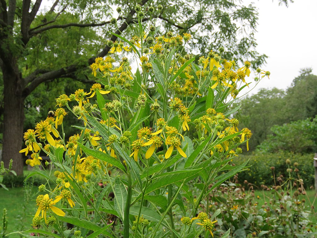 Verbesina alternifolia (Wingstem)