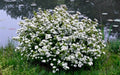 Viburnumobovatum_Mrs.Schiller_sDelight