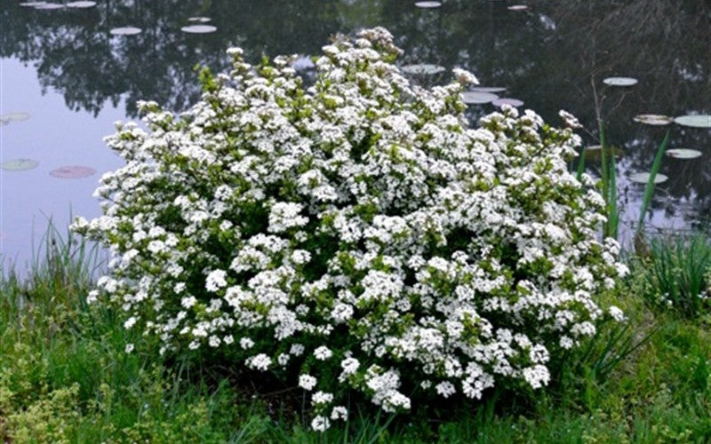 Viburnumobovatum_Mrs.Schiller_sDelight