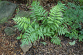 Woodwardiaareolata