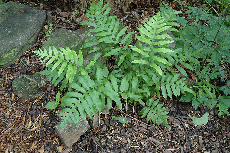 Woodwardiaareolata