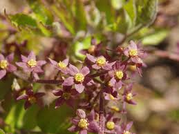 Close-up of small purple flowers of Xanthorhiza simplicissima with yellow centers and green leaves in a natural outdoor setting.