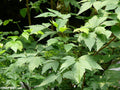 A close-up view of a Xanthorhiza simplicissima with compound palmate leaves and small green flower clusters, photographed outdoors among other foliage.