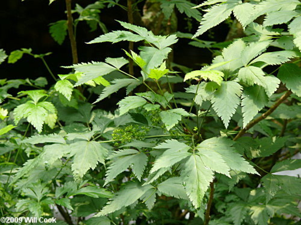 A close-up view of a Xanthorhiza simplicissima with compound palmate leaves and small green flower clusters, photographed outdoors among other foliage.