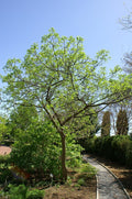 Zanthophylumclava-herculis