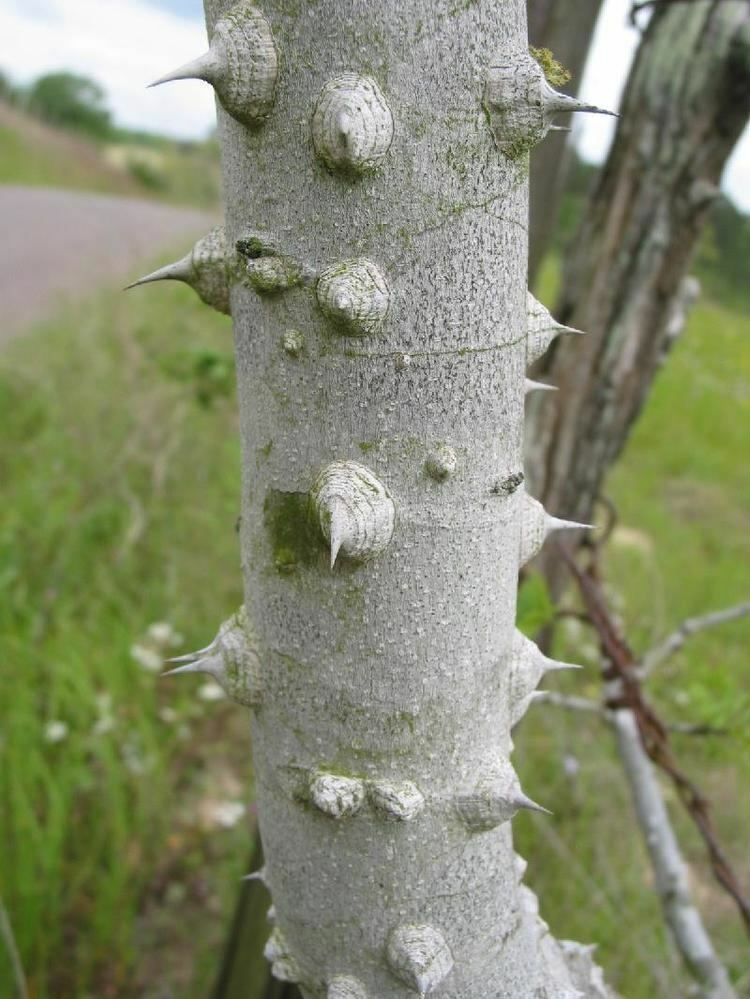 Zanthophylumclava-herculisbark