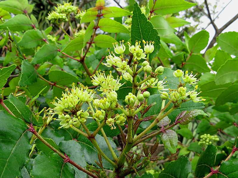 Zanthophylumclava-herculisflowers