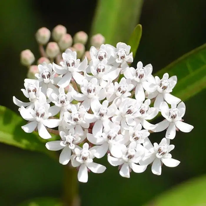 Aquatic Milkweed (Asclepias perennis)