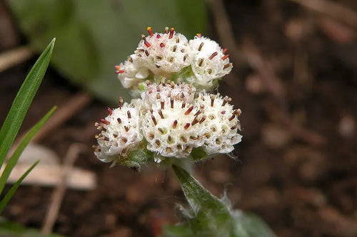 Plantain Pussytoes (Antennaria plantaginifolia)