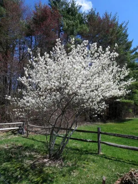 Downy Serviceberry (Amelanchier arborea)