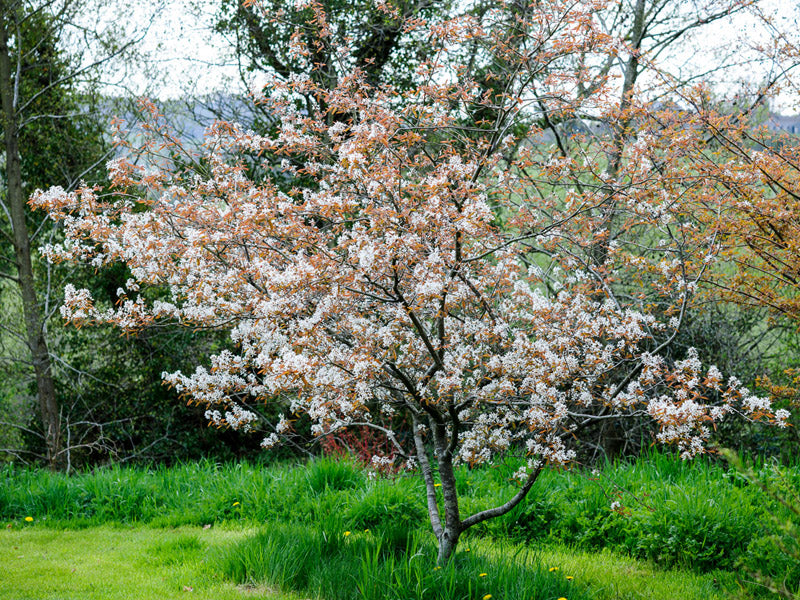 amelanchier_canadensis