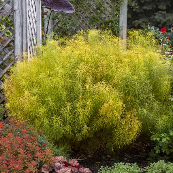 Threadleaf Bluestar (Amsonia hubrichtii)