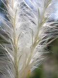 Splitbeard Bluestem (Andropogon ternarius)