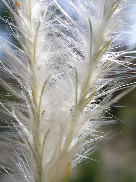 Splitbeard Bluestem (Andropogon ternarius)