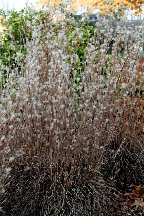 Black Mountain Bluestem (Andropogon ternarius 'Black Mountain')