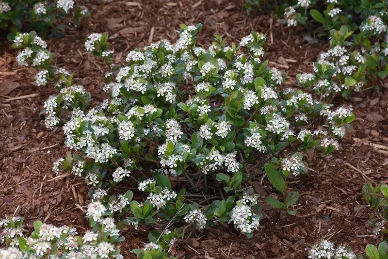 Black Chokeberry (Aronia melanocarpa 'Low Scape Mound')