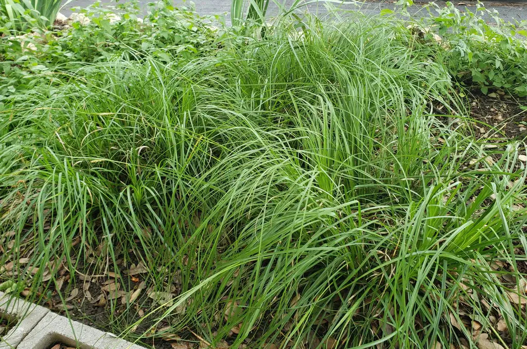 Texas Sedge (Carex texensis)