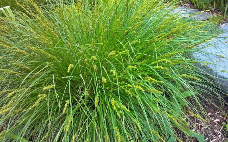 Cherokee Sedge (Carex cherokeensis)